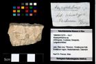 Foto (Objekt + Etikett) von Abyssophthalmus sp.  (NHMW-GEO-1990-0041-3279)